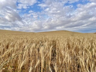 field of wheat