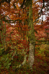 Wall Mural - Trees on a fall landscape with red and orange colors in Picos de Europa national park, Spain