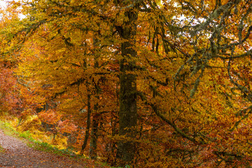 Wall Mural - Trees on a fall landscape with red and orange colors in Picos de Europa national park, Spain