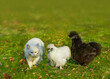 Two fluffy chickens and a white cat are walking together in a meadow