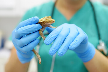 Veterinarian examines a gecko in a veterinary clinic. Exotic animals. Health of pet.