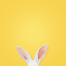 White Rabbit Ears On A Light Yellow Background With Copy Space. Easter Minimalism.