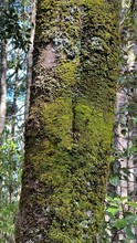 Close Up Of Moss Growing On A Kauri Tree 