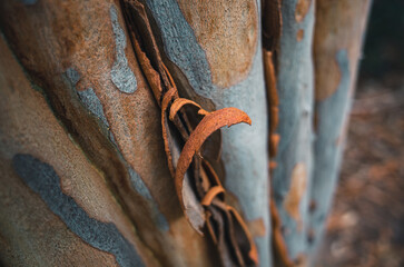 Tree bark