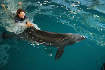 Wall Mural - beautiful woman in the pool swims with a gray dolphin 