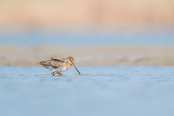 Wall Mural - The wonderful common snipe looking for food in the wetlands (Gallinago gallingo)