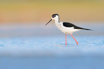 Wall Mural - Immersed in the colors of sunrise, the Black winged stilt male (Himantopus himantopus)