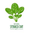 Vector illustration, fresh spinach leaves isolated on white background, as a banner, poster or template, national spinach day.