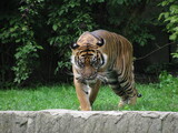 Fototapeta  - tygrys na wybiegu