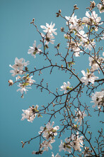 Blossoming White Magnolia Flowers On Tree Branches Against Blue Sky In Van Gogh Style
