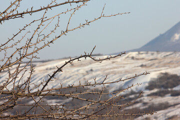 Poster - snow on tree