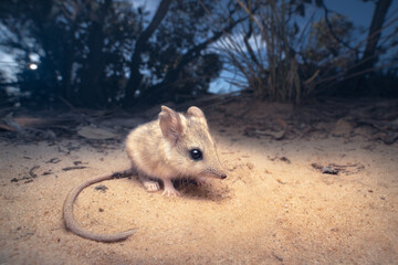 portrait of a wild, threatened sandhill dunnart (sminthopsis psammophila) from south australia