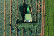 Farm workers picking Broccoli placing them in pallets, aerial view.