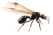 Black Winged garden ant species niger lasius