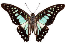 Butterfly Species Graphium Bathycles