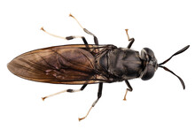 Black Soldier Fly Species Hermetia Illucens
