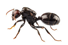  Black Garden Ant Species Lasius Niger