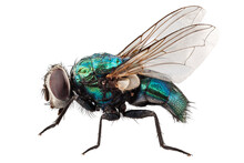 Blow Fly Species Lucilia Caesar