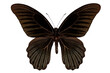Butterfly species papilio memnon memnon