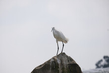  Egret On The Rocks Of The Nile River
