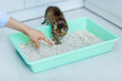 habituation of a kitten or cat to a toilet tray with absorbent filler