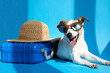 Cute dog breed Jack Russell Terrier in sunglasses lies with suitcase and straw hat isolated on blue studio background. Funny vacation and travel concept