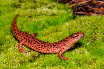 Wall Mural - Red Salamander - Pseudotriton ruber