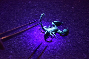 Scorpion captured