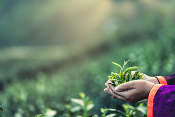 Close up hands picking tea leaves on the mountain. plantation tea farm...