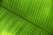 Exotisches grünes Bananenblatt, abstrakter Hintergrund
