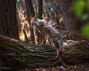 Wall Mural - beautiful photo of a wild coyote out in nature