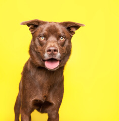 Wall Mural - studio shot of a cute dog on an isolated background