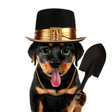 Cute Cool Dog Puppy Gravedigger Or Pet Doggy Undertaker With Spade Funny Conceptual Image