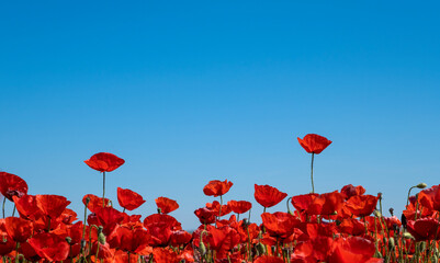 Red poppies field