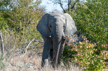 Close Up Of An African Elephant -Loxodonta Africana- Browsing In The Green Bushes Of Etosha National Park, Namibia.