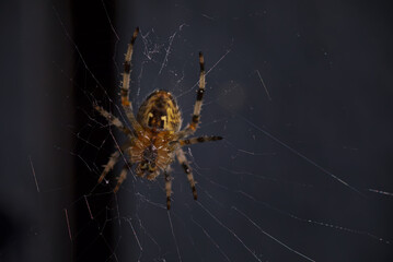 Spider