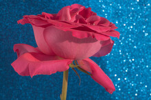 Rose Close-up. Pink Floyd Rose