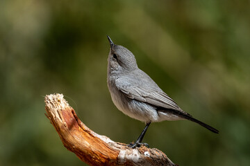 Blackstart (Cercomela melanura), Moab Plateau, Jordan.