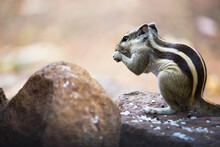Palm Squirrel Or Rodent Or Also Known As The Chipmunk Sitting On The Rock