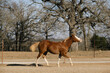 Fresh young colt horse running through Texas winter field, red dun with flaxen mane and tail.
