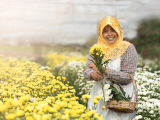 Muslim woman holding basket with white flowers and holding one bouquet of yellow flowers in the hand, standing in the farm of Chrysanthemum. Worker or owner working in the farm.