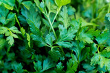 Fototapeta Kuchnia - Natka pietruszki, pęczki natki pietruszki, parsley, bunches of parsley