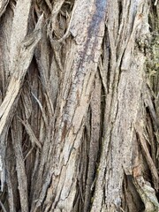 bark of a tree