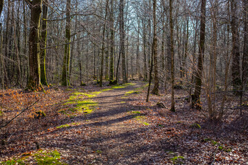 Wall Mural - Forest path in the spring