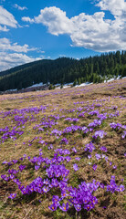 Wall Mural - Blooming purple violet Crocus heuffelianus (Crocus vernus) alpine flowers on spring Carpathian mountain plateau, Ukraine.