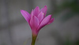 Fototapeta Tulipany - Flor naciente