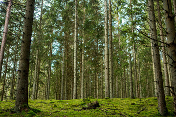 Wall Mural - Swedish forest landscape in the snowless winter