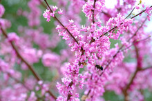 Eastern Redbud, Cercis Canadensis, Blossom Close Up On A Warm Sunny Spring Day.