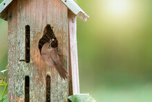 Wren With Daddy Long Legger Reaches Inside A Birdhouse To Feed Newly Hatched Babies