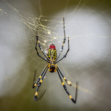 Spider On Web